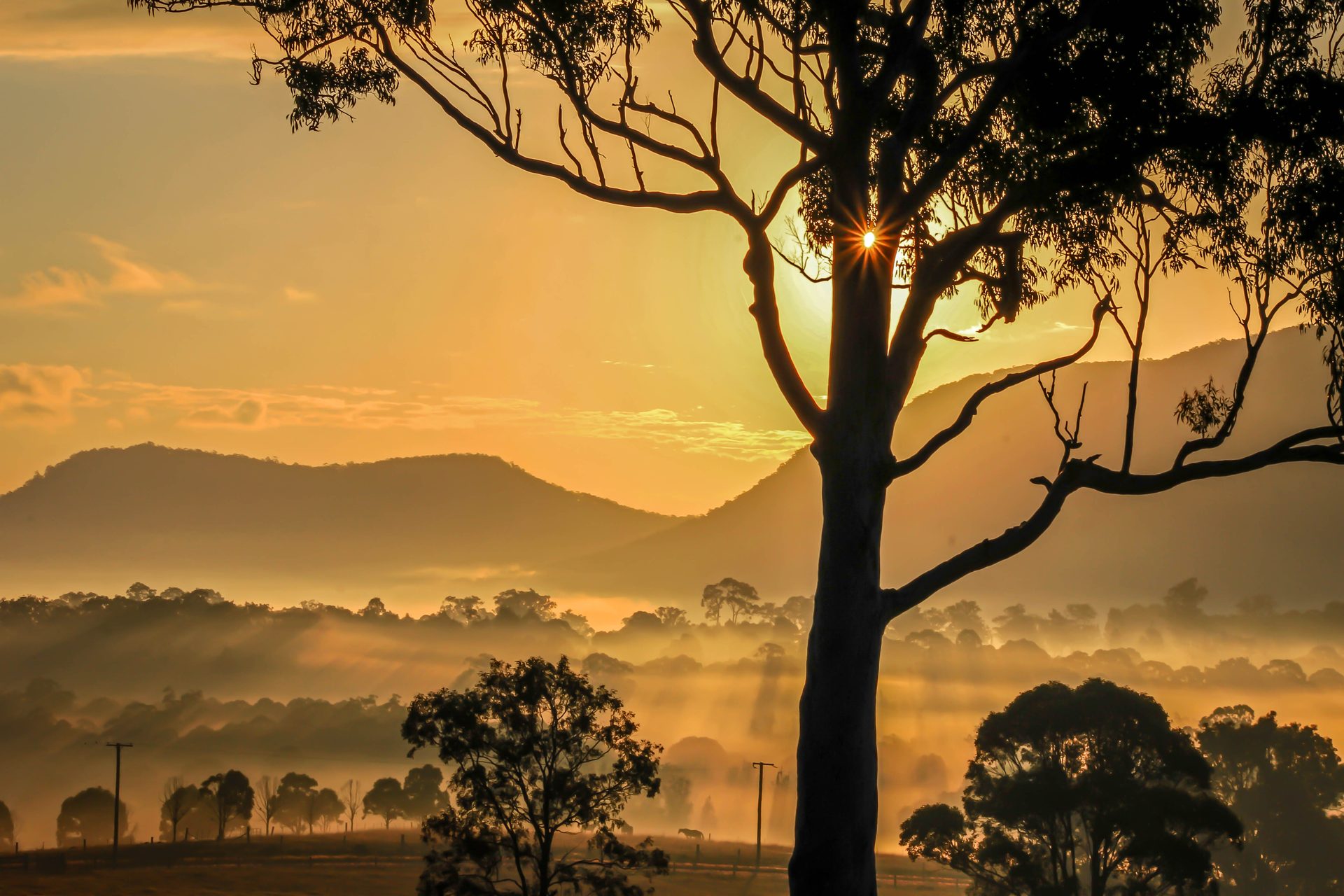 Morning mist over a valley at sunrise, with a gum tree in silhouette