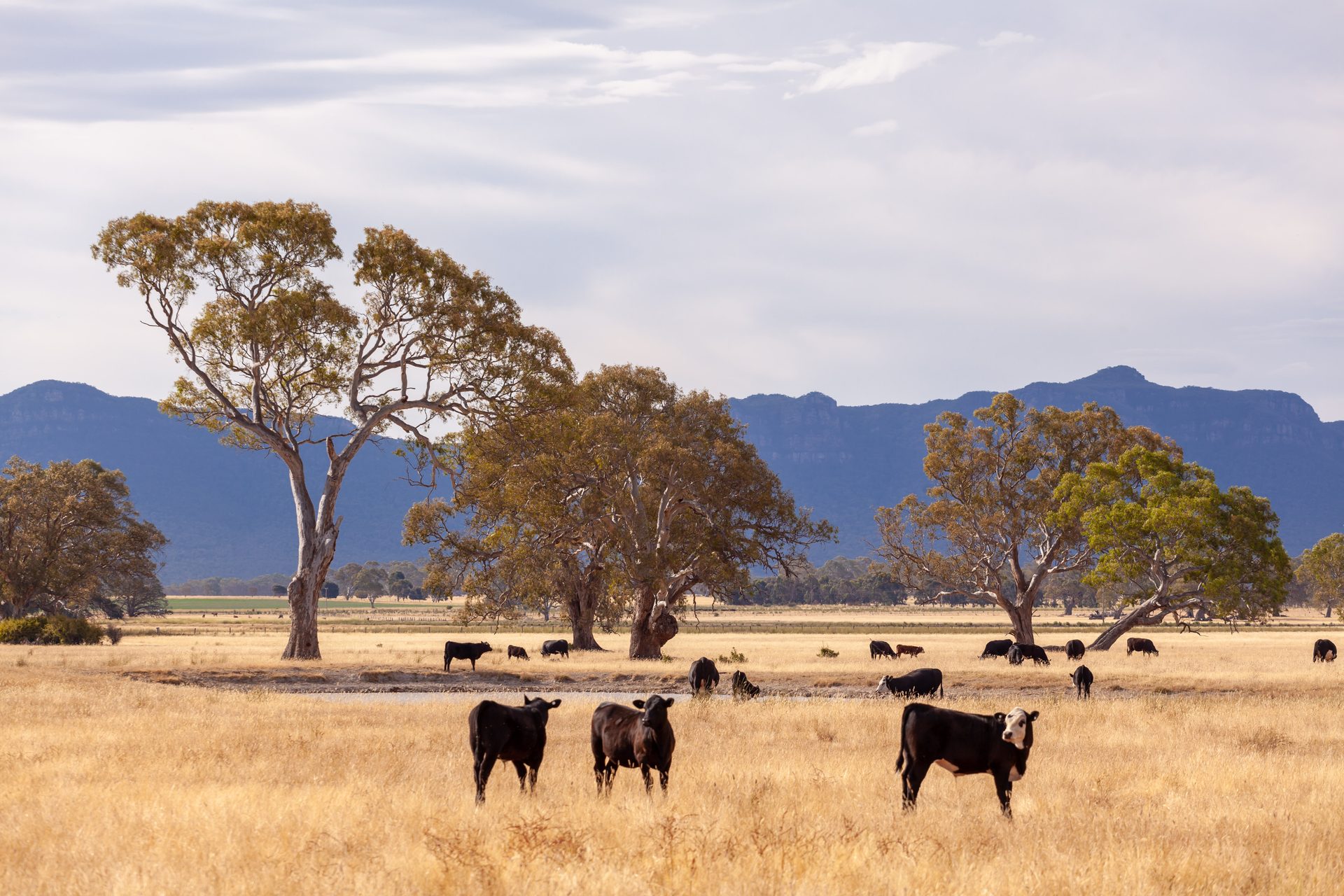 Cattle grazing in open country below the Grampians, Victoria