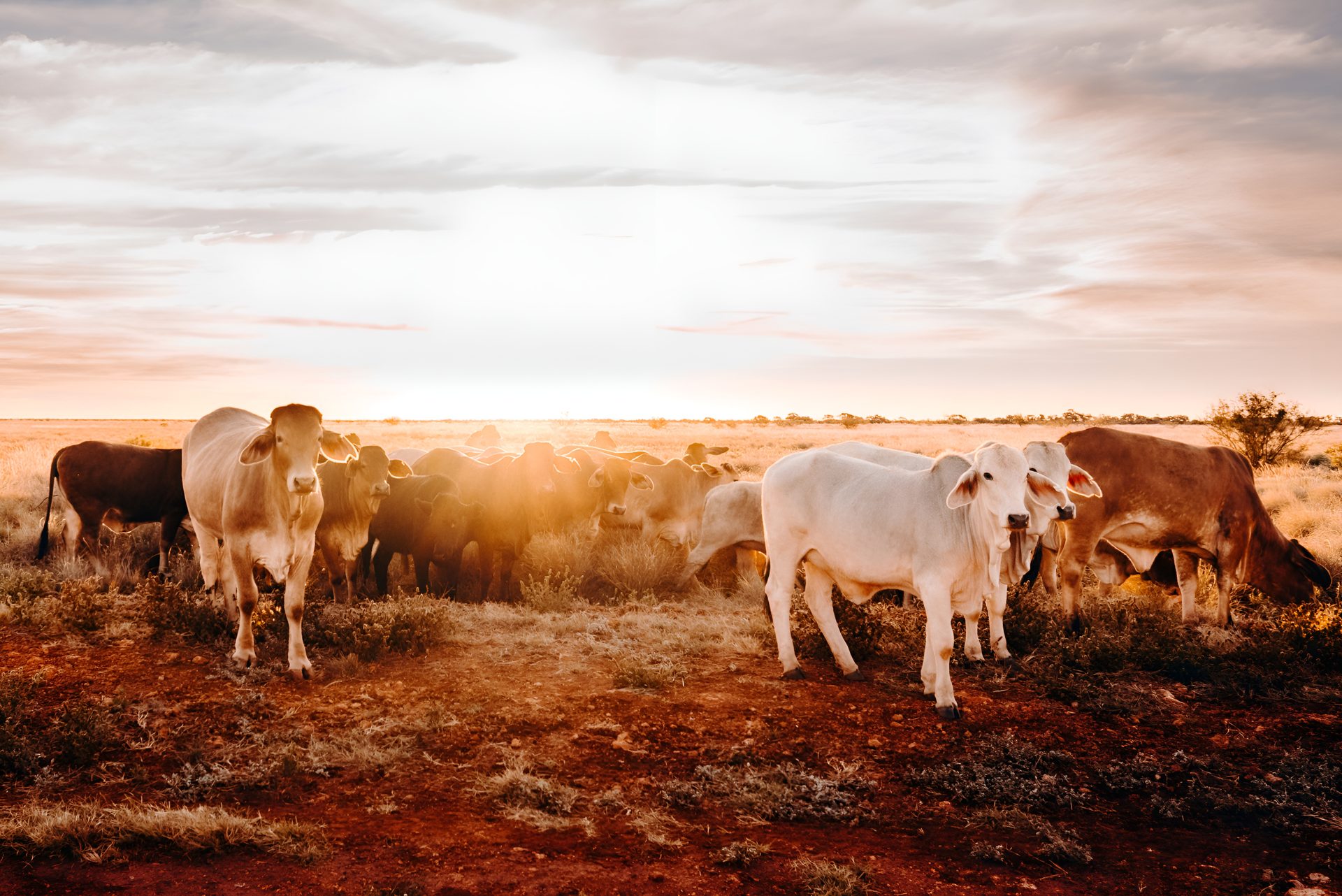 Cattle moving across station country in outback Australia