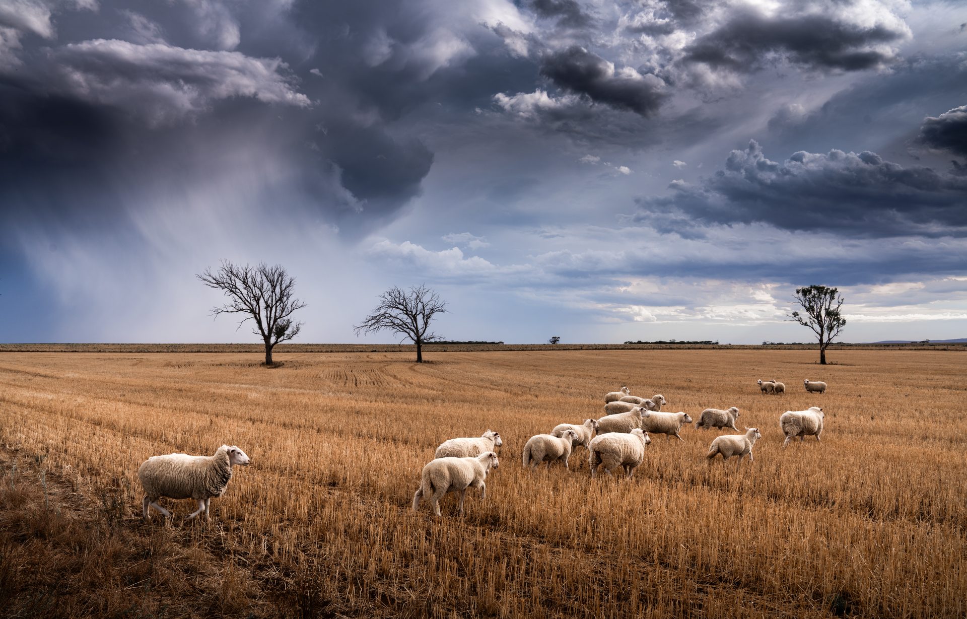 Sheep grazing under gathering storm clouds