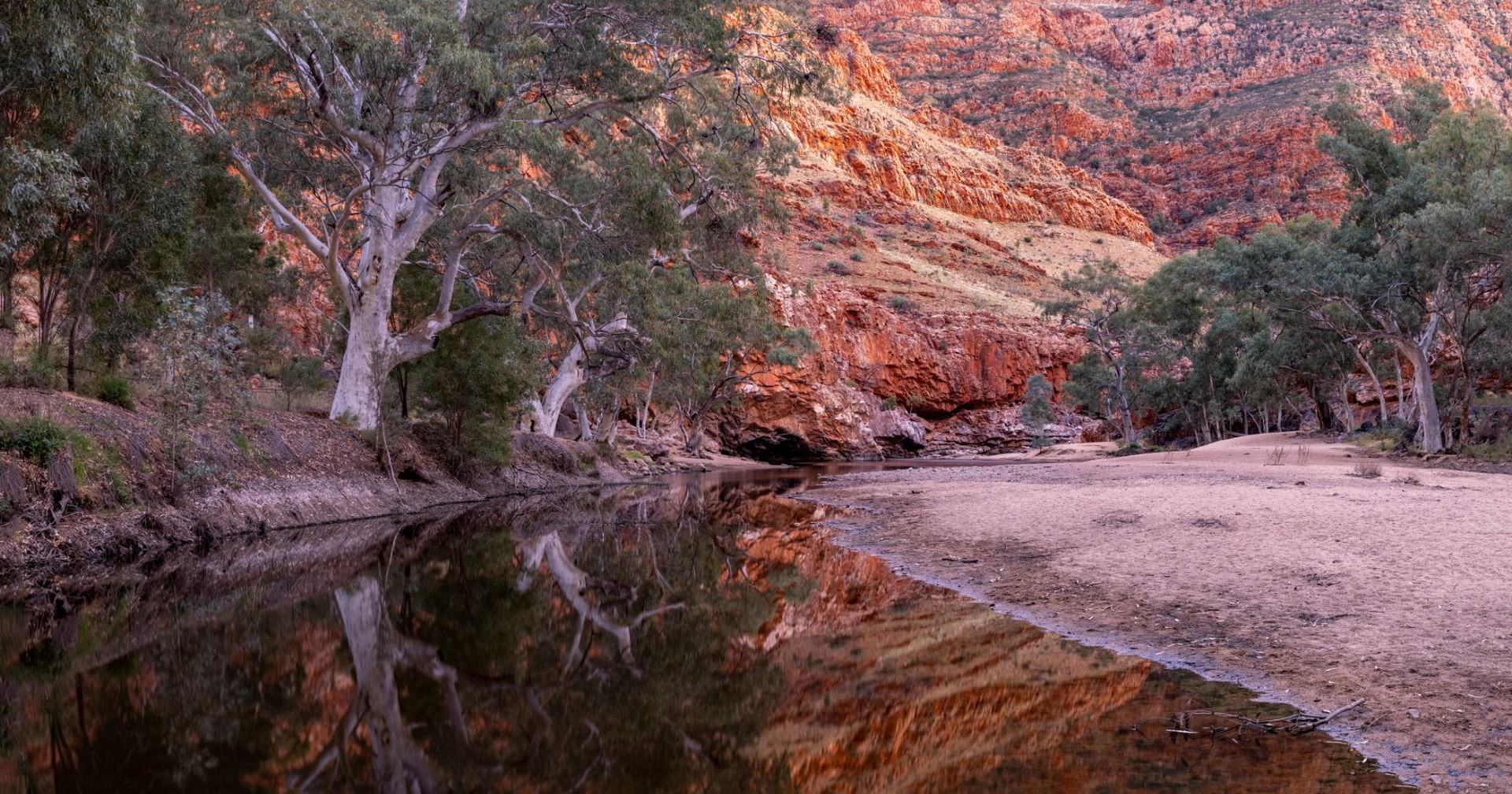 Ghost gums standing in the dry red country of Central Australia